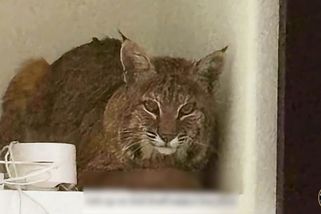 Rys proklouzl do domu a lehl si na skříňku, laserové ukazovátko příkladně ignoroval - Novinky